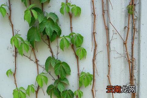 爬山虎为什么叫地锦