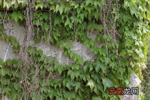 爬山虎为什么叫地锦
