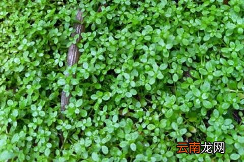 爬地矮珍珠寿命