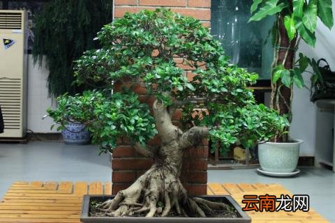 烂根黄杨怎么救活
