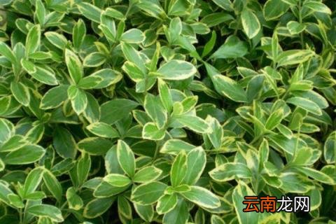 烂根黄杨怎么救活