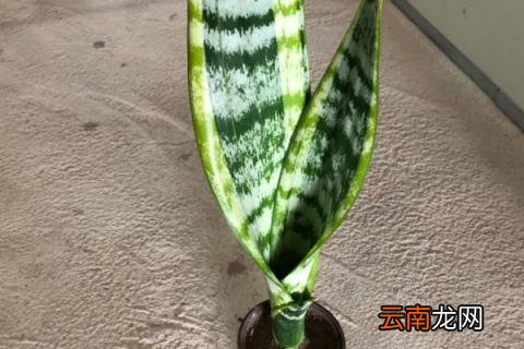 如何插种虎皮兰