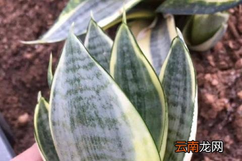 如何插种虎皮兰