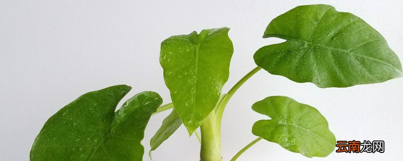 春季滴水观音能放在外面吗