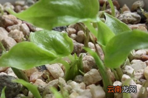 春季滴水观音能放在外面吗