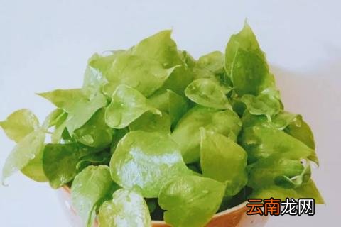 春季滴水观音能放在外面吗