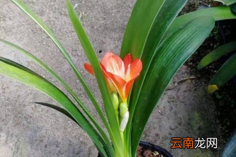 君子兰秋季养护方法