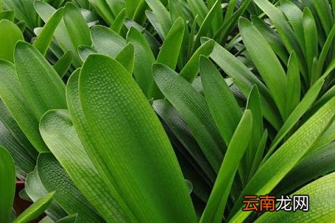 君子兰秋季养护方法