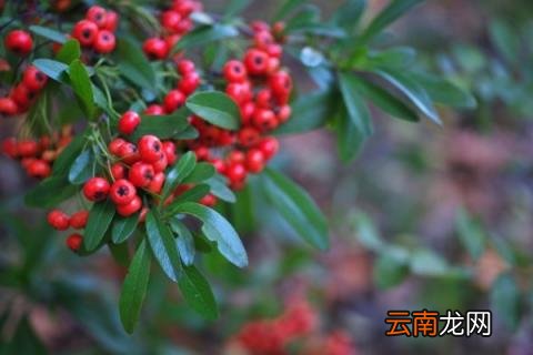 火棘移栽注意事项