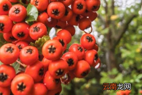 火棘移栽注意事项