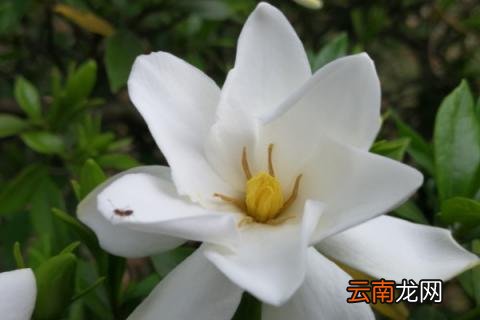 栀子花在北方怎么养