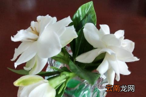 栀子花在北方怎么养