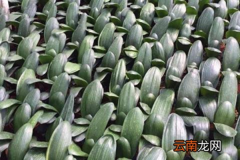 君子兰冬天怎么养护