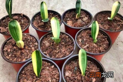 君子兰冬天怎么养护