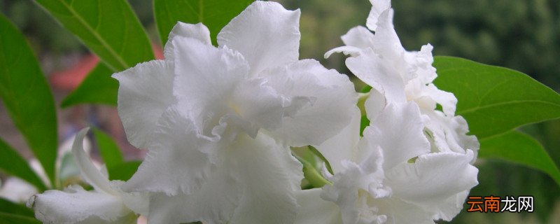 茶花春季掉叶怎么办