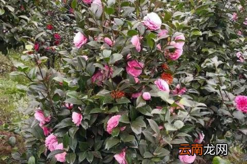 茶花春季掉叶怎么办