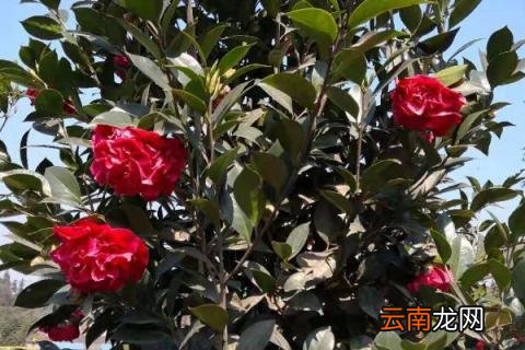茶花春季掉叶怎么办