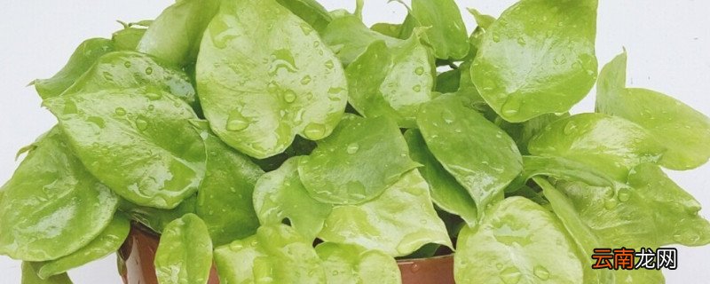 滴水观音秋天可以施肥吗