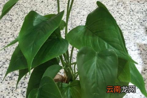 滴水观音秋天可以施肥吗