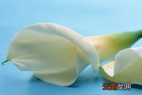 滴水观音秋天可以施肥吗