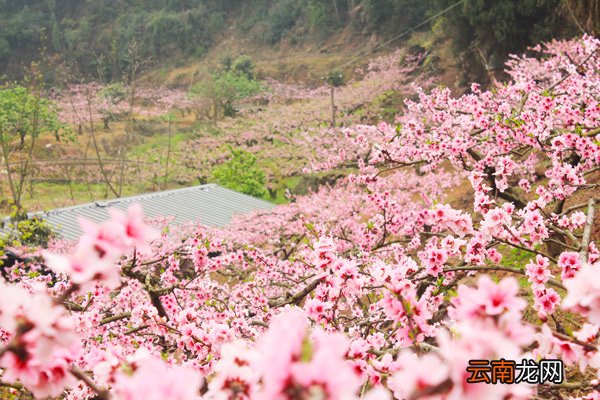 桃花溪的诗意 桃花溪表达了什么