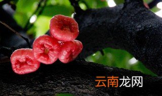 雾莲要不要去皮 吃莲雾有什么好处