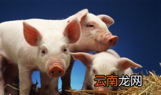 猪的养殖技术方法 怎样养殖猪