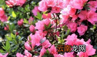 映山红北方养殖方法 映山红北方怎么养殖