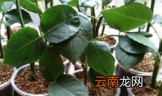 月季扦插繁殖方法大全 月季如何扦插