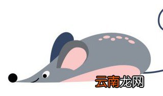 洋鼠的养殖方法 洋鼠的养殖的方法