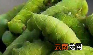豆青虫的养殖方法 豆青虫的养殖