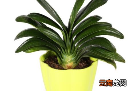 君子兰夏季在什么温度下才能长好