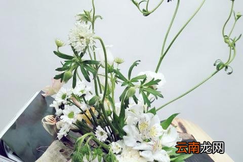栀子花不长新叶怎么办