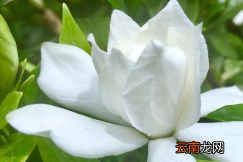 栀子花不长新叶怎么办