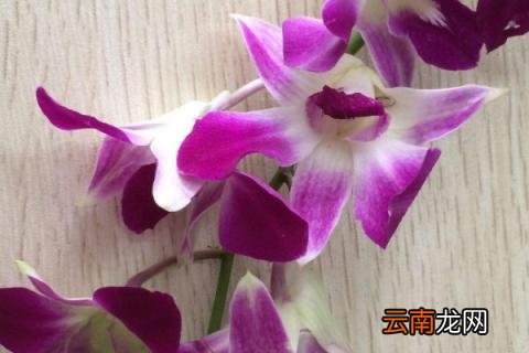 蝴蝶兰和石斛兰的区别