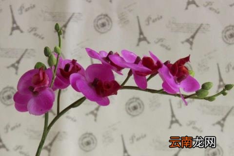 蝴蝶兰和石斛兰的区别