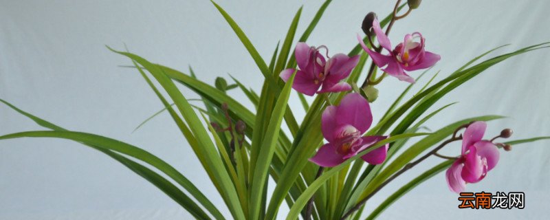 蝴蝶兰能放卧室吗