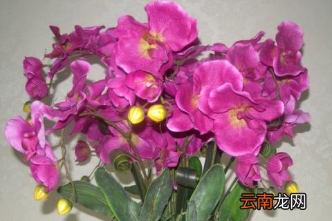 蝴蝶兰能放卧室吗