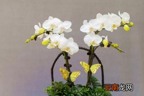 蝴蝶兰能放卧室吗