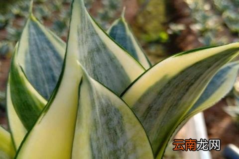 虎皮兰冬天能分盆吗
