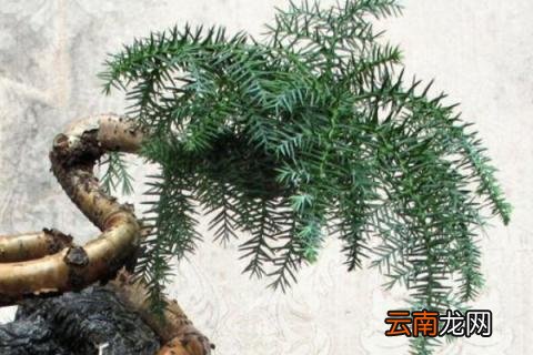 澳洲杉寿命