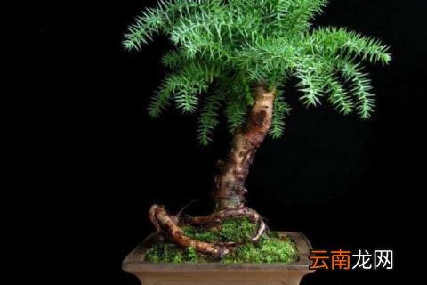 澳洲杉寿命