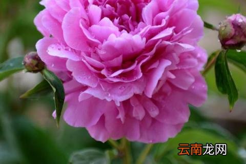 芍药花盆栽种植方法
