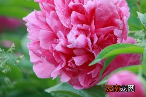 芍药花盆栽种植方法