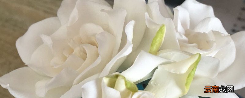 哪种栀子花好养
