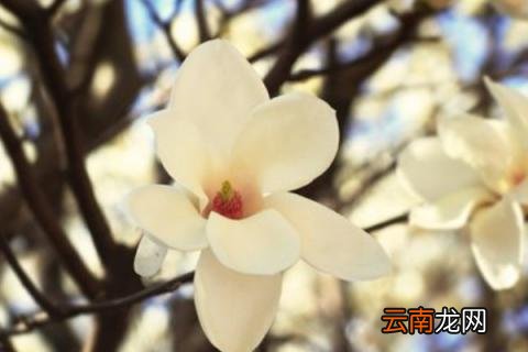 哪种栀子花好养