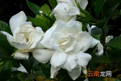 哪种栀子花好养