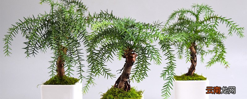 澳洲杉怕冻吗
