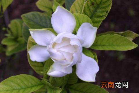 栀子花为什么掉花苞