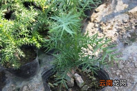 澳洲杉怕冻吗